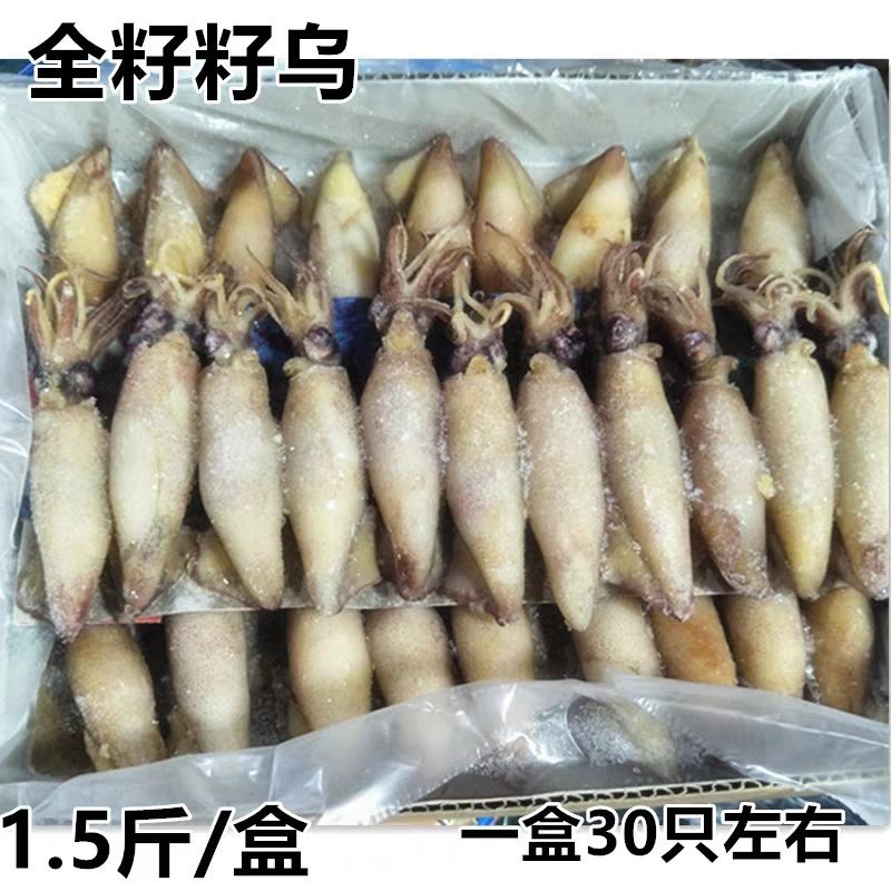 新鲜满籽籽乌笔管鱼鲜活冷冻水产海兔子全籽乌贼海鲜饭店商用