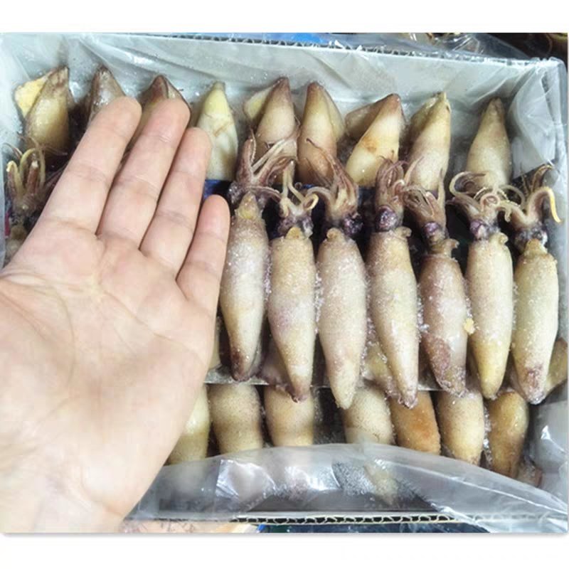 新鲜满籽籽乌笔管鱼鲜活冷冻水产海兔子全籽乌贼海鲜饭店商用