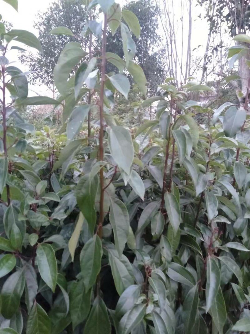 香樟树苗樟树苗小叶香樟树苗香樟芽苗顺丰包邮
