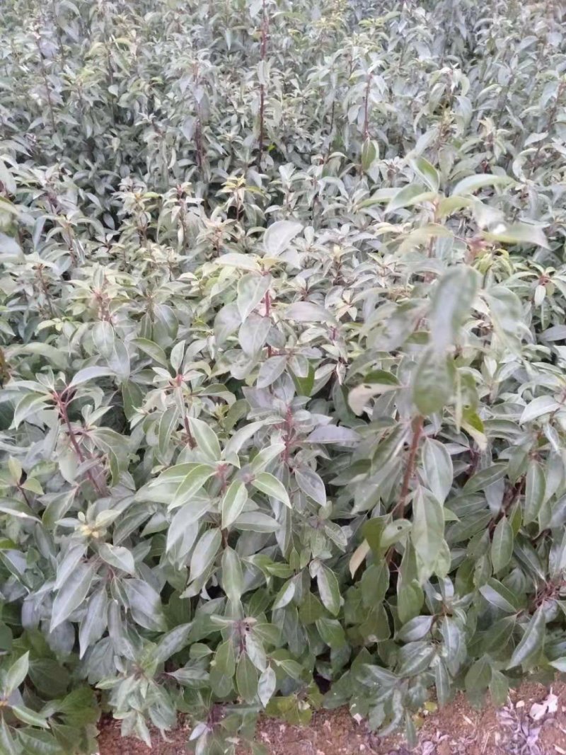香樟树苗樟树苗小叶香樟树苗香樟芽苗顺丰包邮