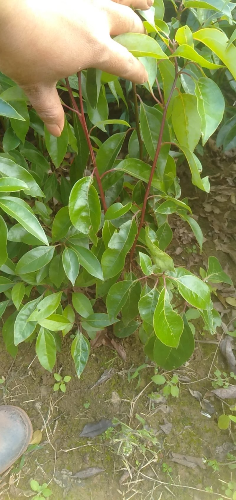 香樟树苗樟树苗小叶香樟树苗香樟芽苗顺丰包邮
