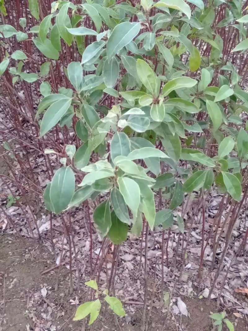 香樟树苗樟树苗小叶香樟树苗香樟芽苗顺丰包邮