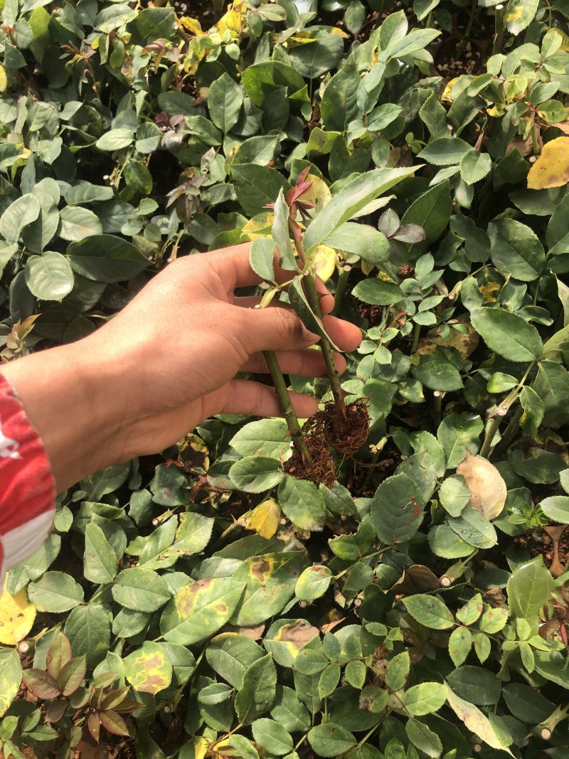 各色月季玫瑰小苗搭配批发零售基地直发品种颜色可以搭配