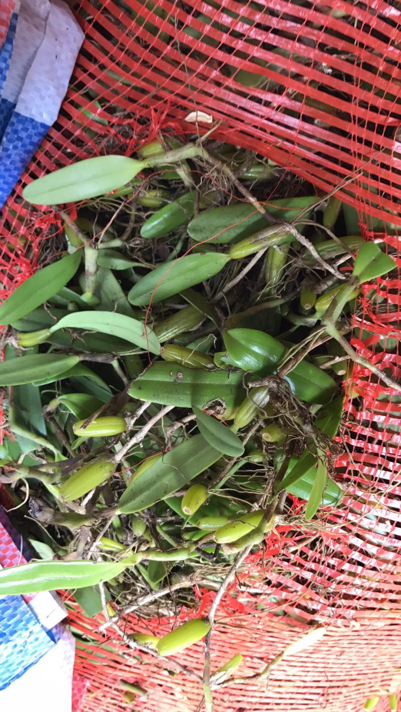 野生单叶中号石橄榄，中小果。
