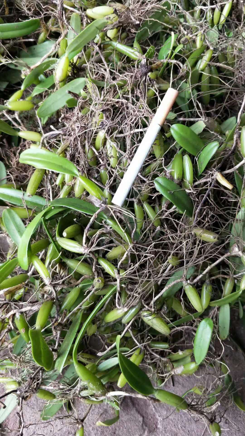 野生单叶中号石橄榄，中小果。