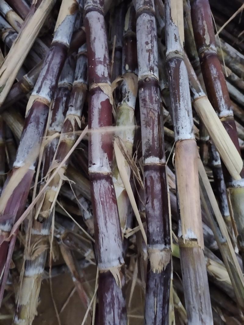 广西玉林黑皮甘蔗大，糖蔗原产地代办，支持看货，量大价优