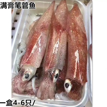 满籽笔管鱼籽乌450g/包墨斗鱼带膏小鱿鱼海兔子鲜活冷冻