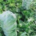 黄心白菜，湖北白菜，大白菜，基地直发，诚信经营