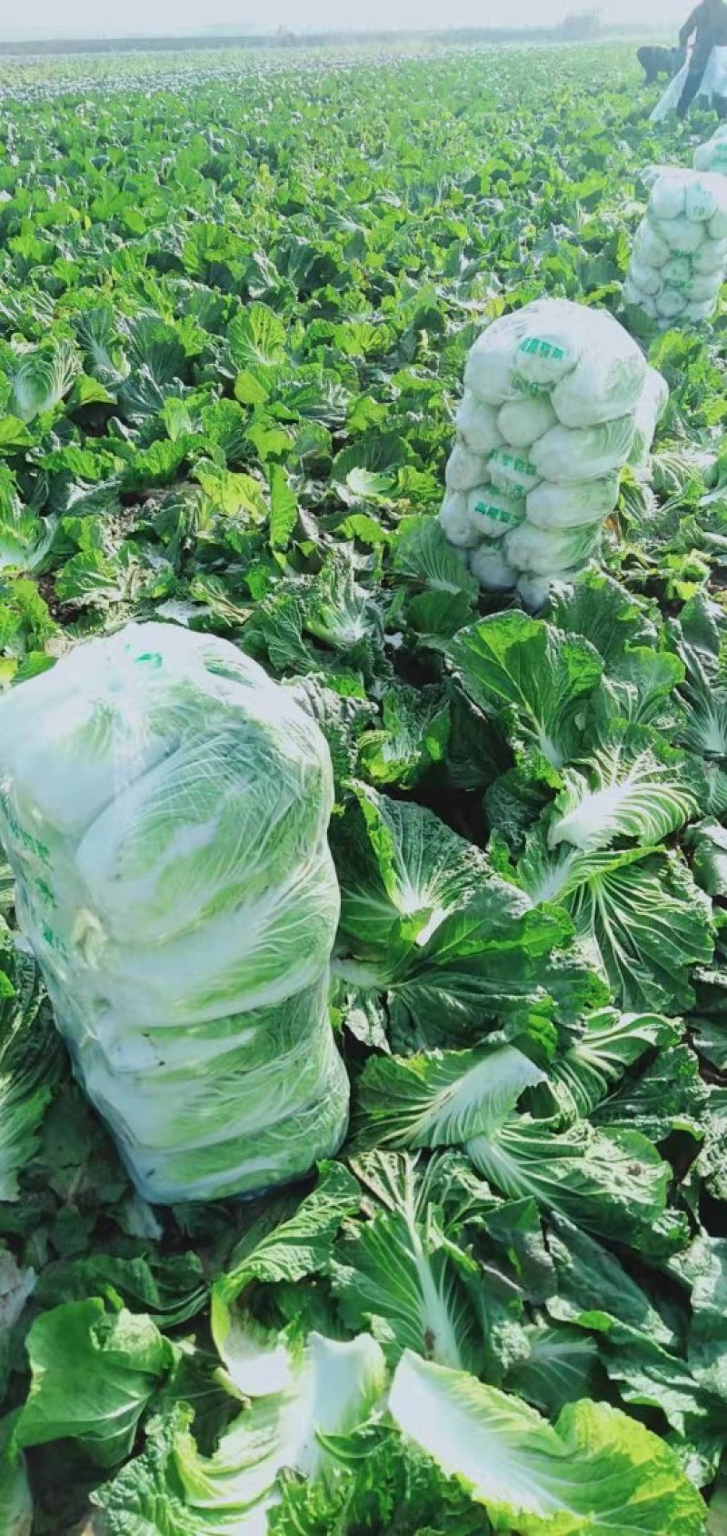 黄心白菜，湖北白菜，大白菜，基地直发，诚信经营