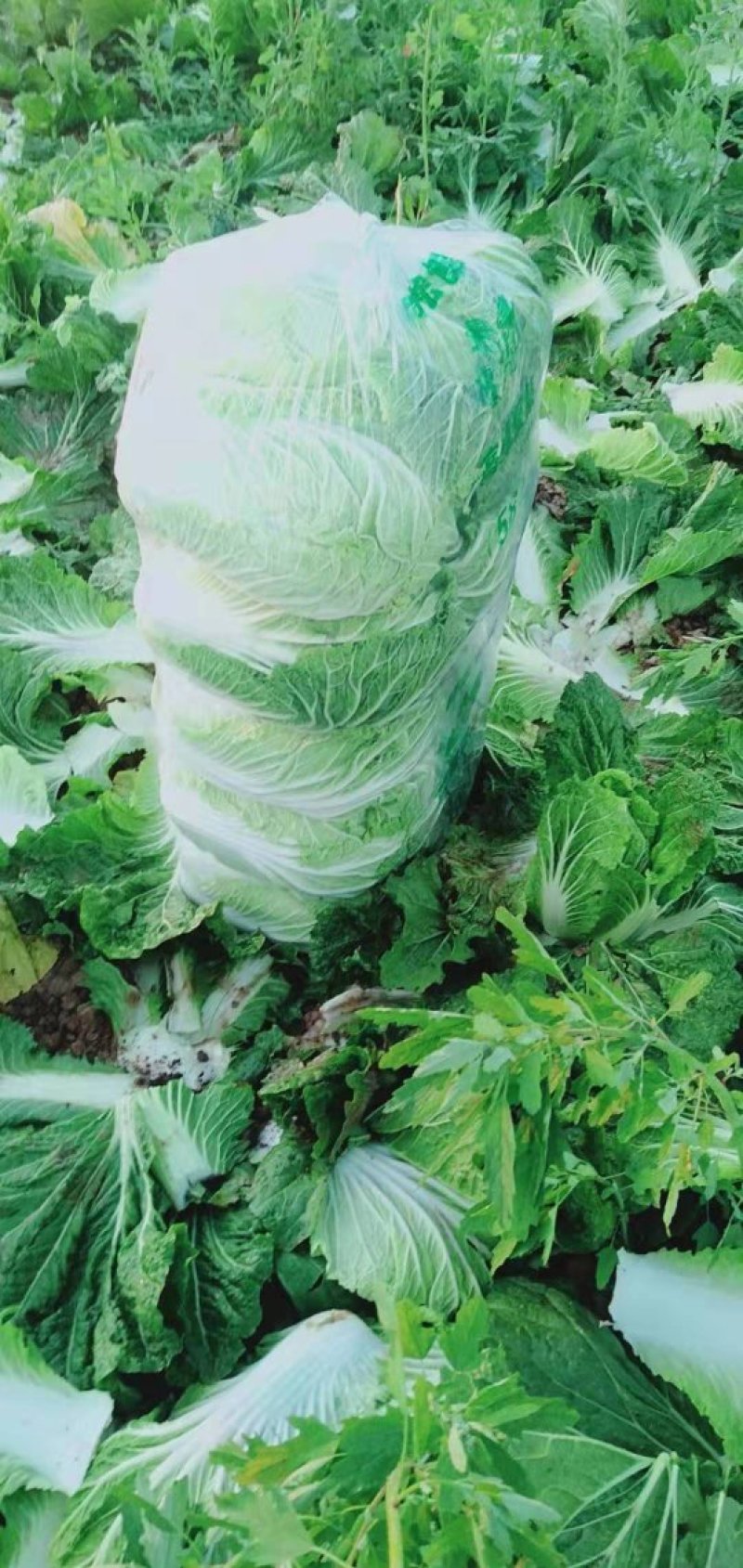 黄心白菜，湖北白菜，大白菜，基地直发，诚信经营