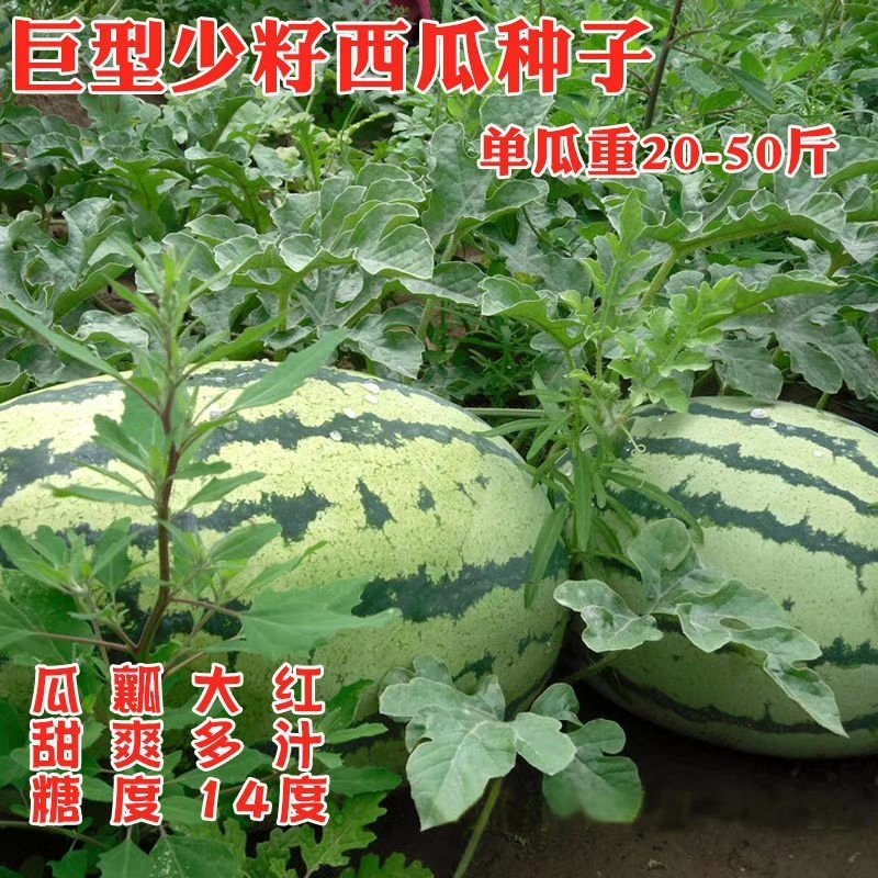 天龙998西瓜种子中熟特大花皮亮绿春季含糖15高产少籽