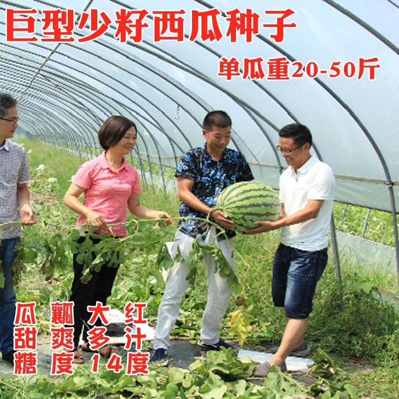 天龙998西瓜种子中熟特大花皮亮绿春季含糖15高产少籽