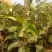 新品种梨树《速生生长结果快》适合南北方种植成活率高