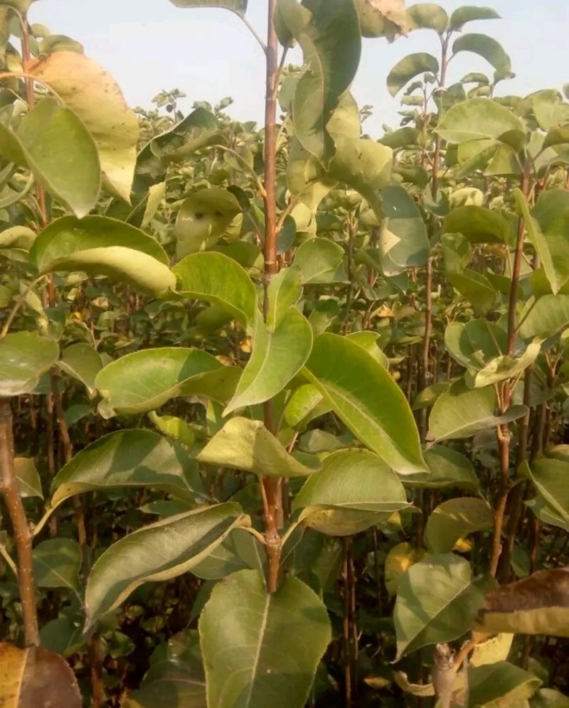 新品种梨树《速生生长结果快》适合南北方种植成活率高