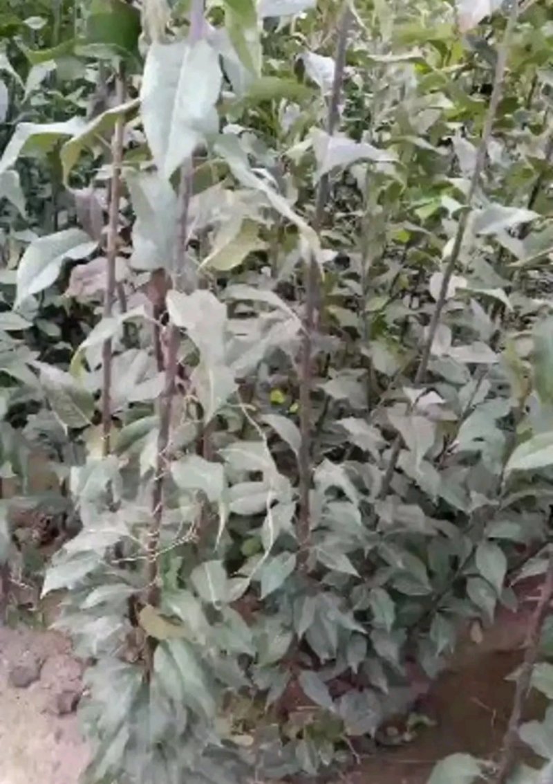 新品种梨树《速生生长结果快》适合南北方种植成活率高