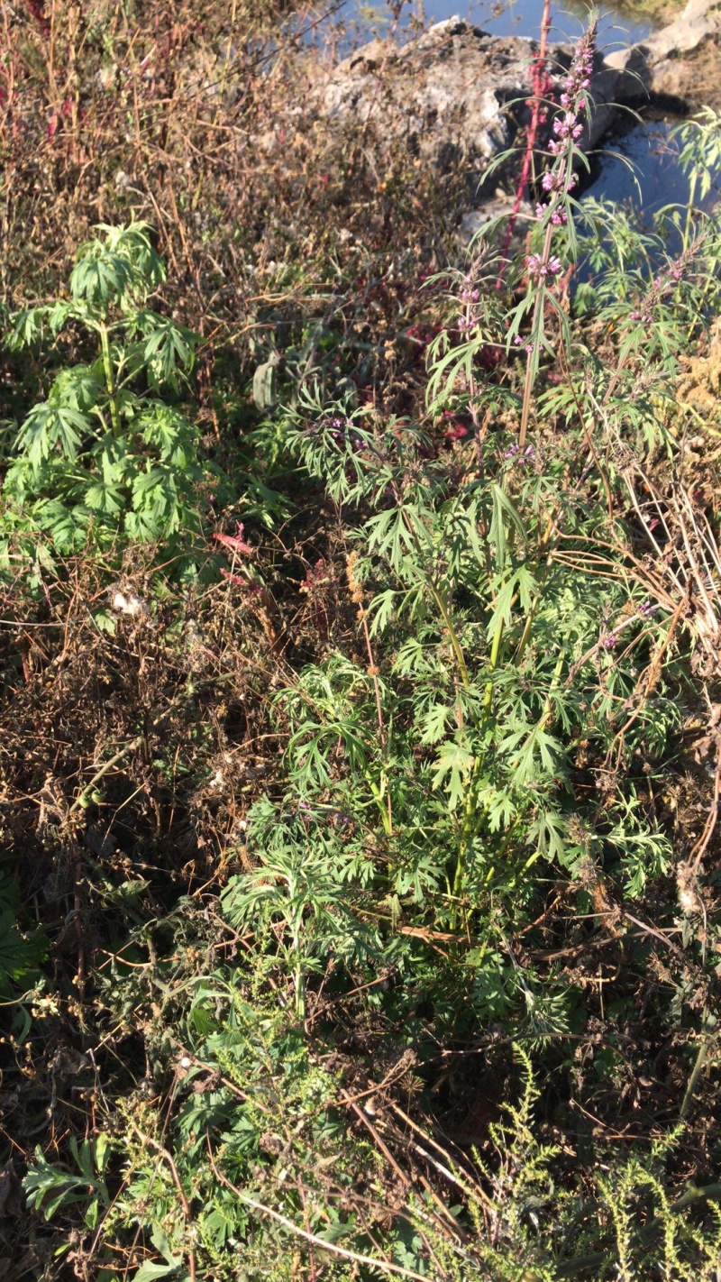纯野生益母草，鲜品干品都有