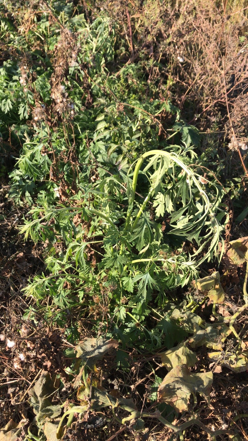 纯野生益母草，鲜品干品都有