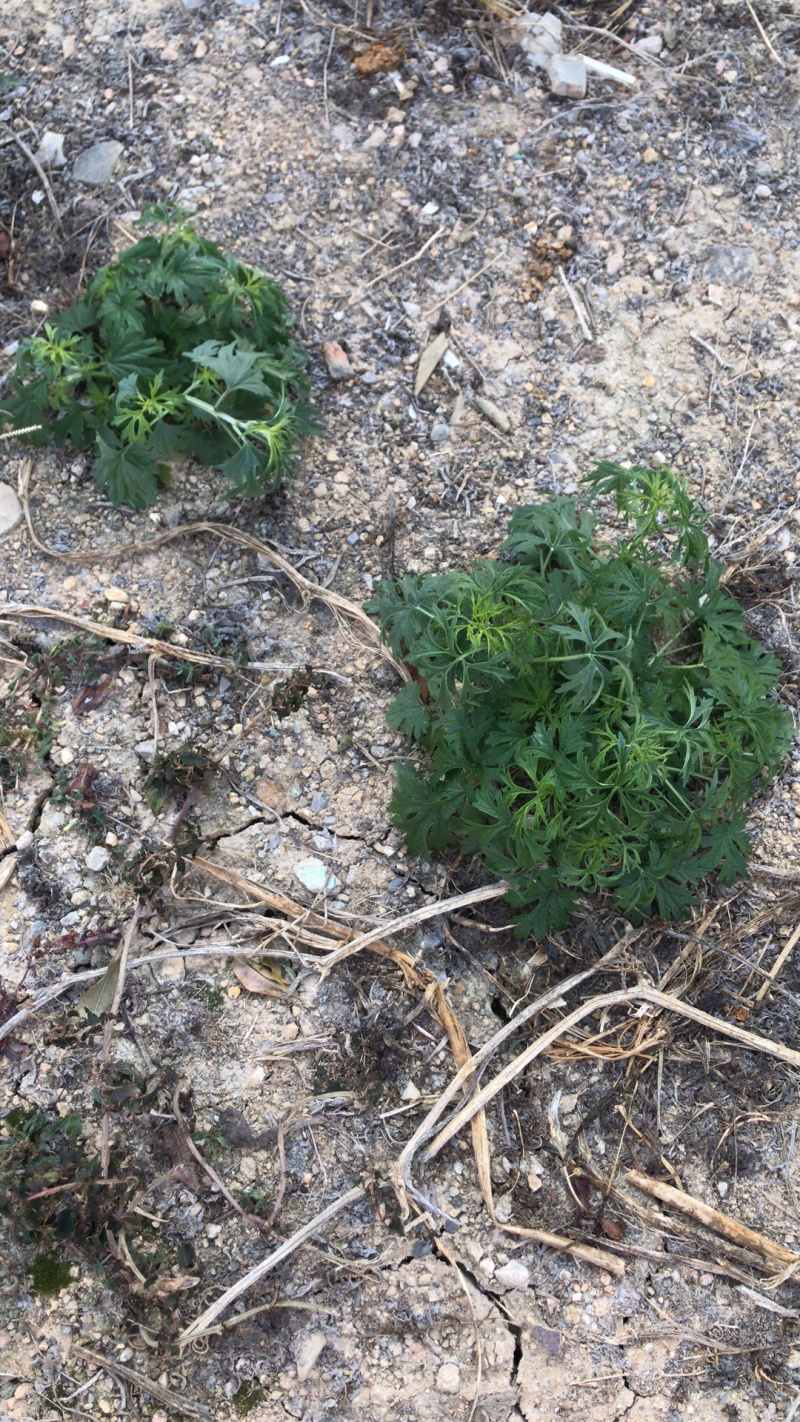纯野生益母草，鲜品干品都有