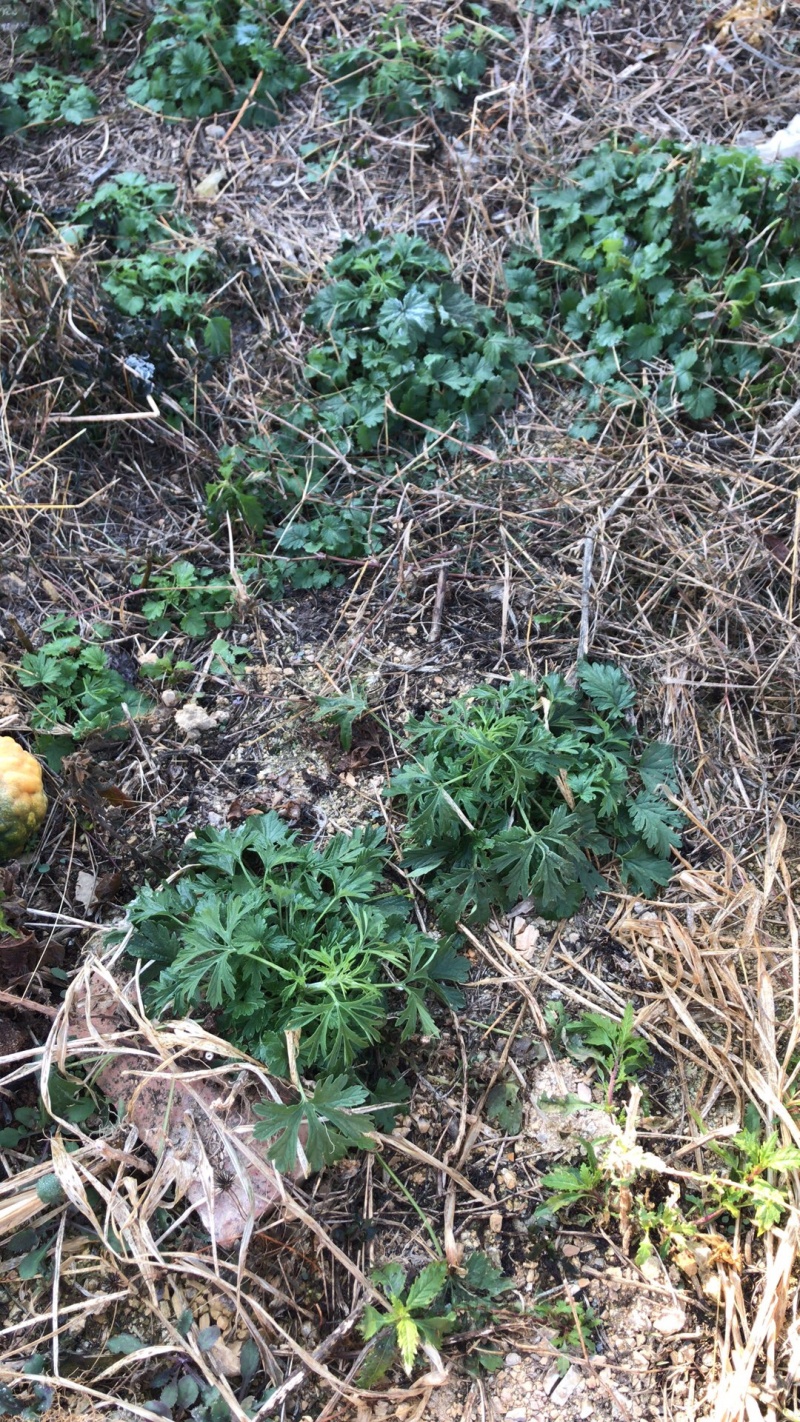 纯野生益母草，鲜品干品都有