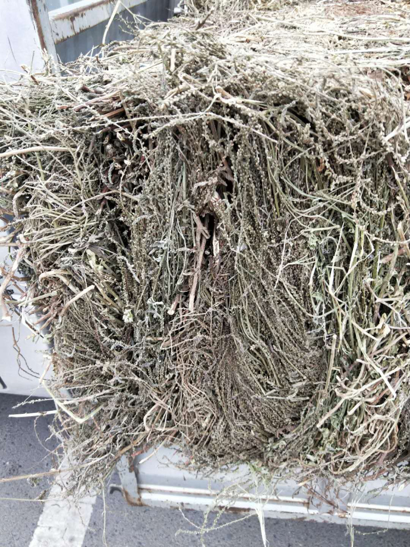 纯野生马鞭草，机压包，散包。