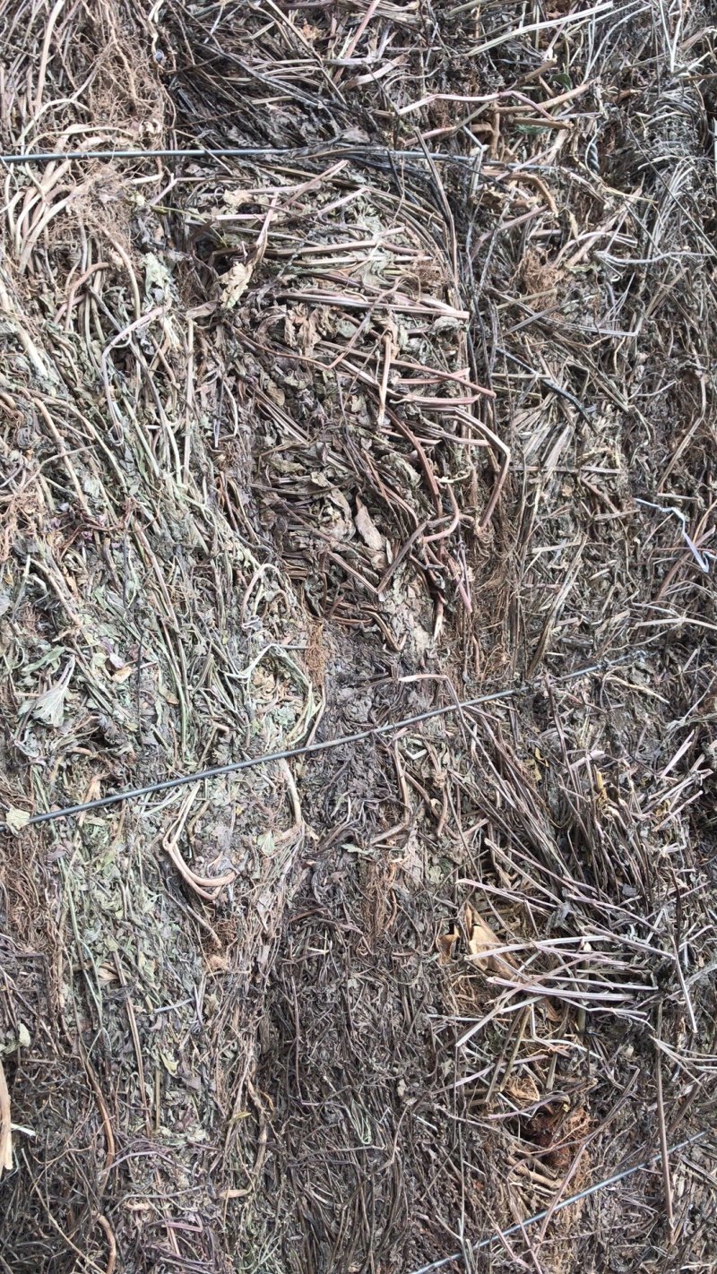 纯野生马鞭草，机压包，散包。