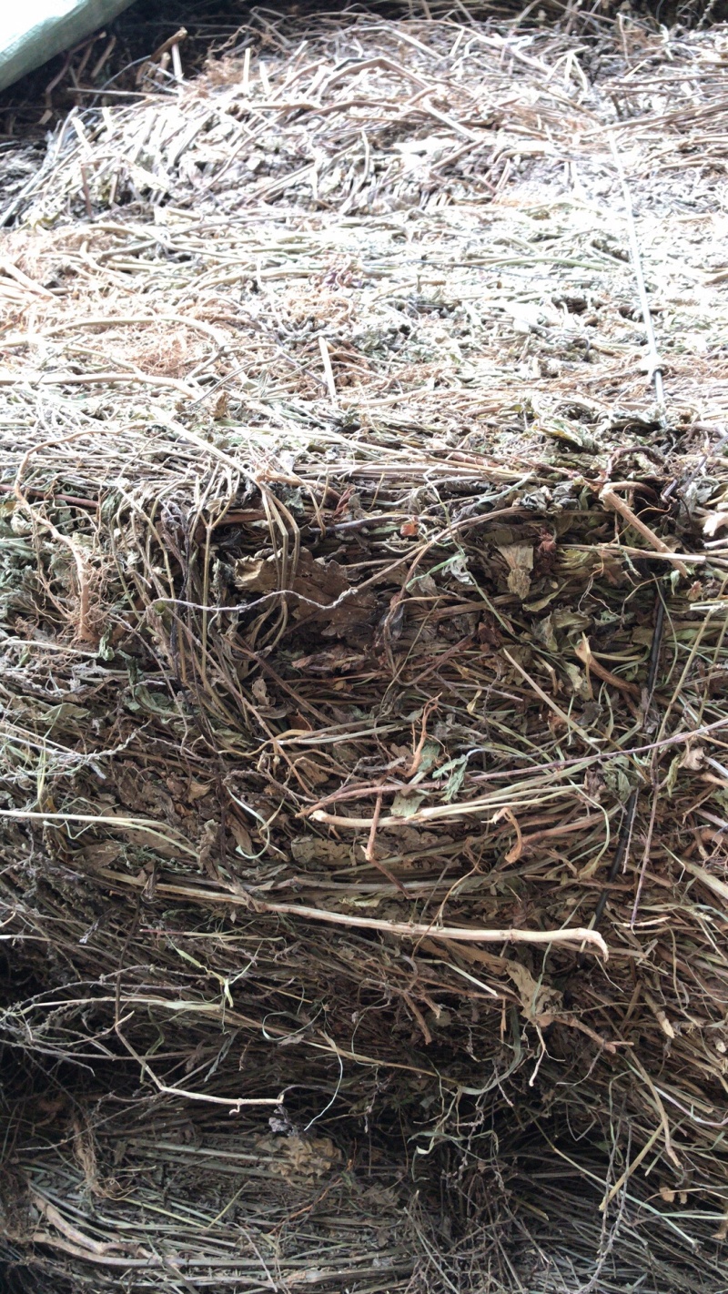 纯野生马鞭草，机压包，散包。