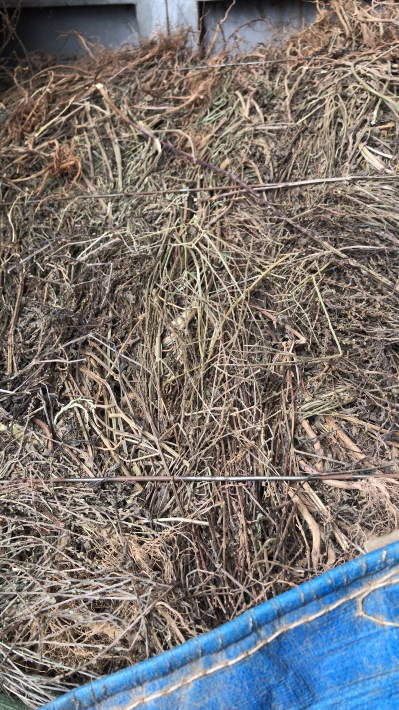 纯野生马鞭草，机压包，散包。