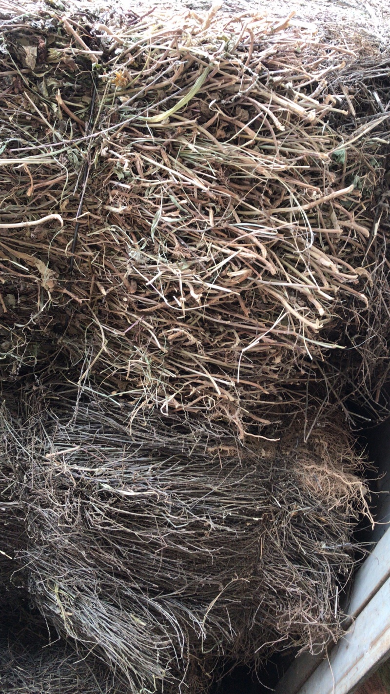 纯野生马鞭草，机压包，散包。
