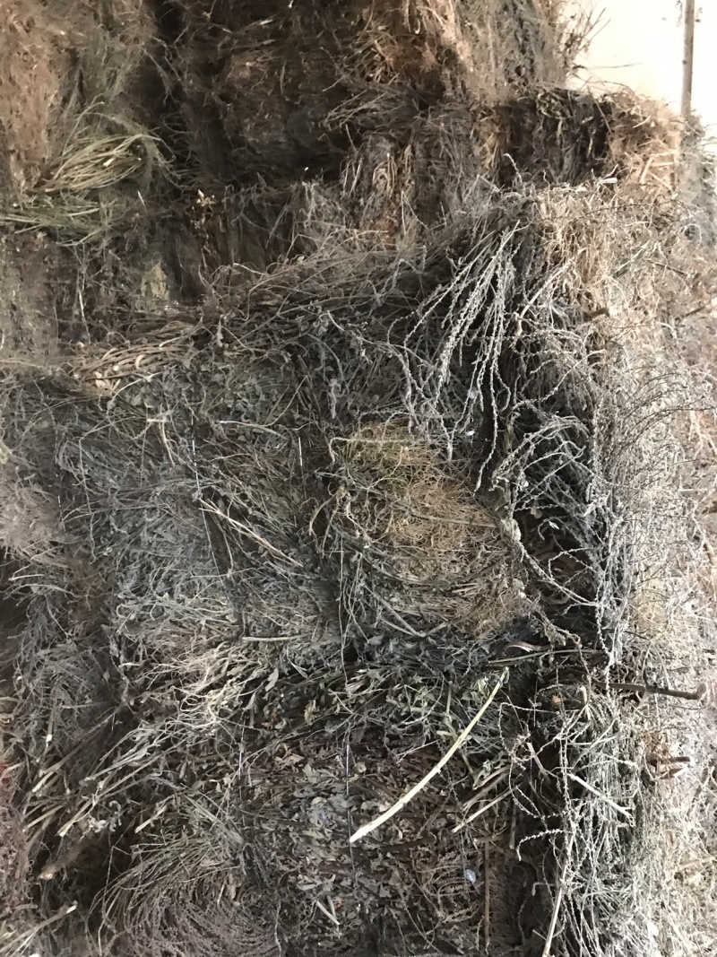 纯野生马鞭草，机压包，散包。