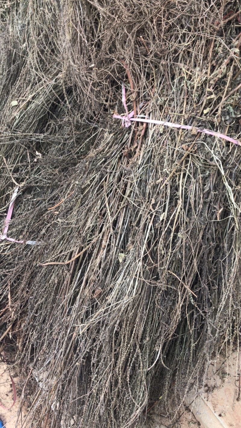 纯野生马鞭草，机压包，散包。