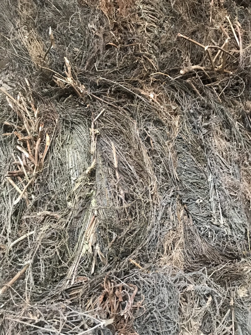 纯野生马鞭草，机压包，散包。