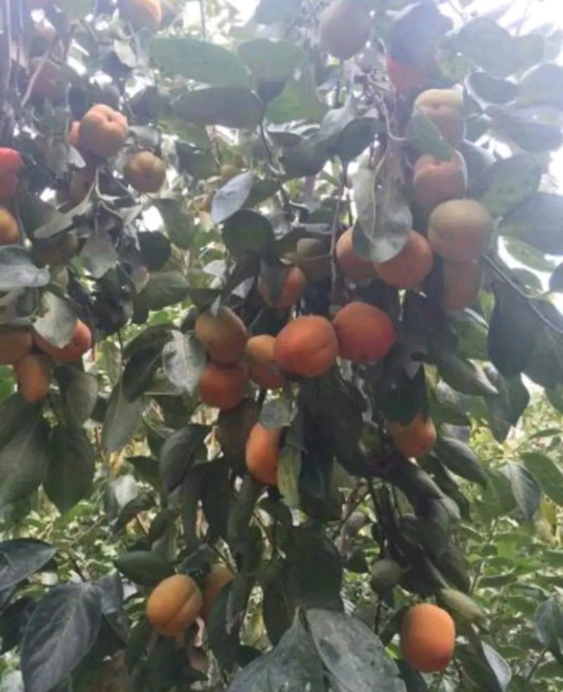 新脆甜柿子树包品种包质量欢迎实地选苗可直接食用