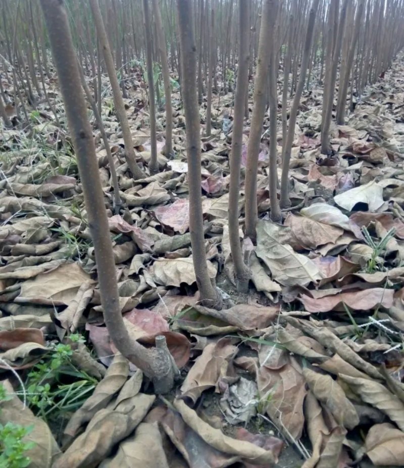 新脆甜柿子树包品种包质量欢迎实地选苗可直接食用