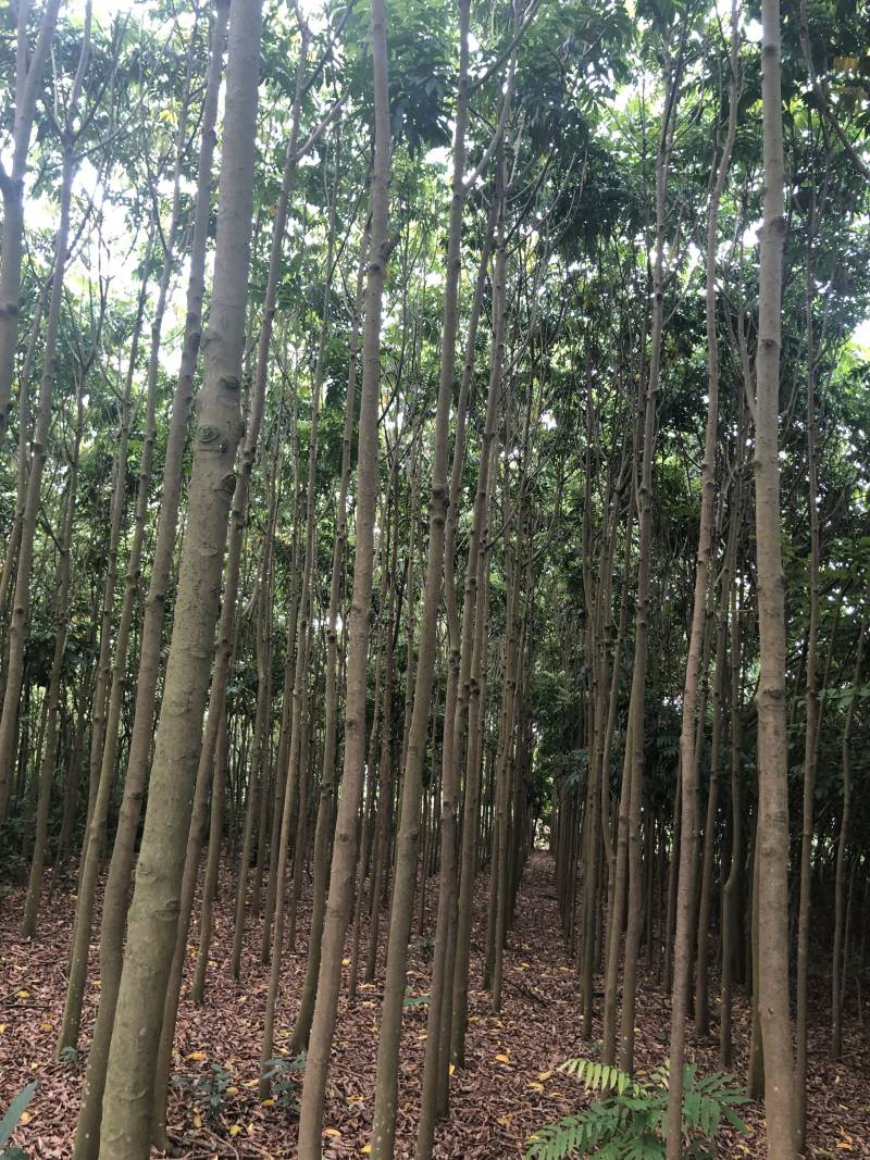 人面子6～15公分光杆货清场处理