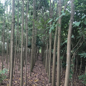 人面子6～15公分光杆货清场处理