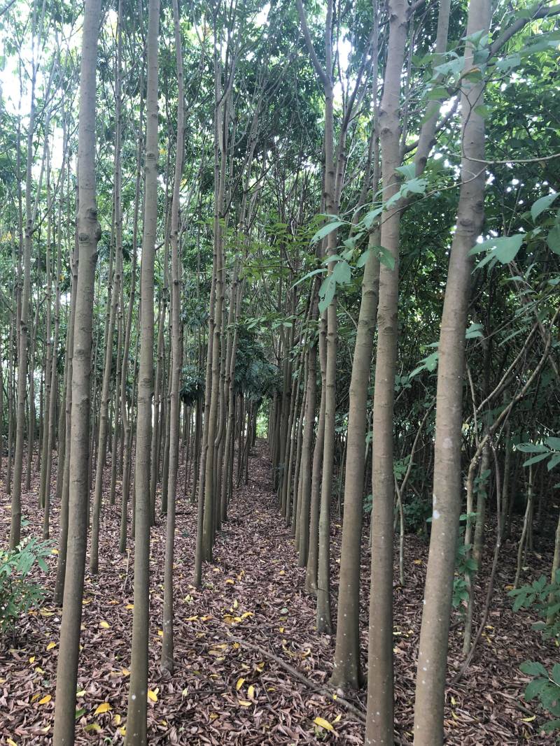 人面子6～15公分光杆货清场处理