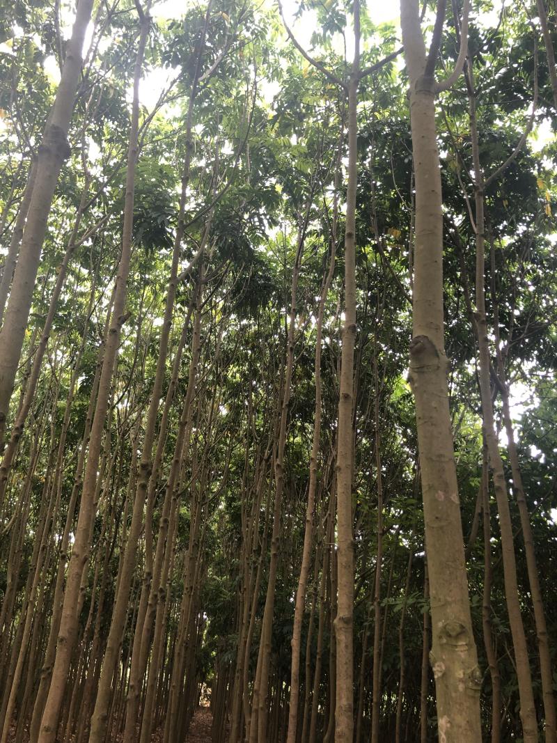 人面子6～15公分光杆货清场处理
