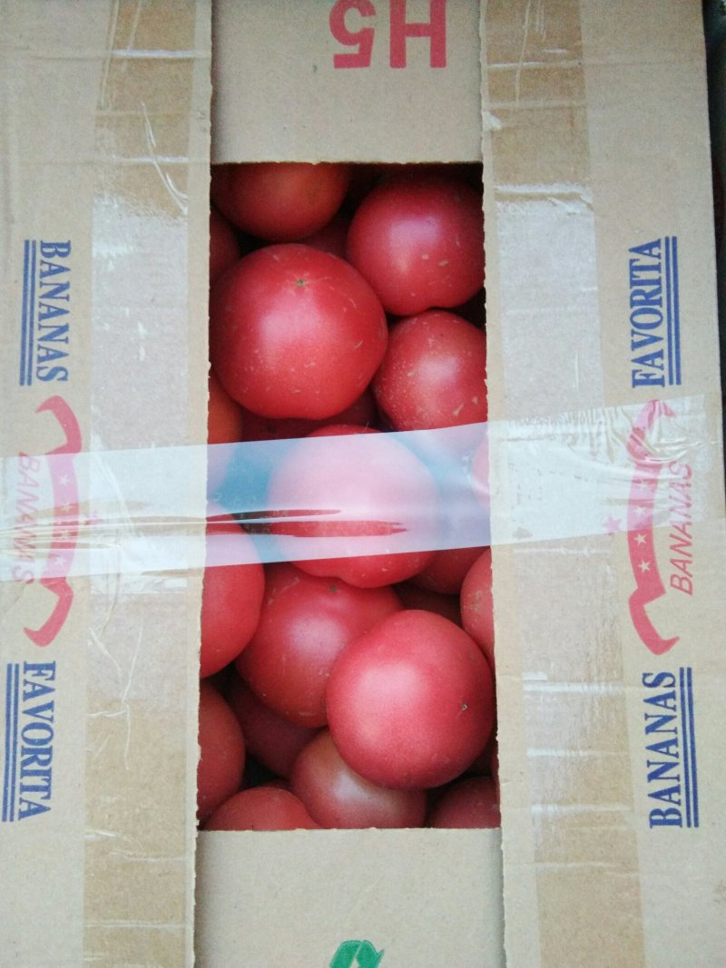 西红柿现摘现发