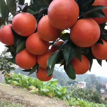 血橙，玫瑰香橙，皮红肉红，水分充足，无核无渣