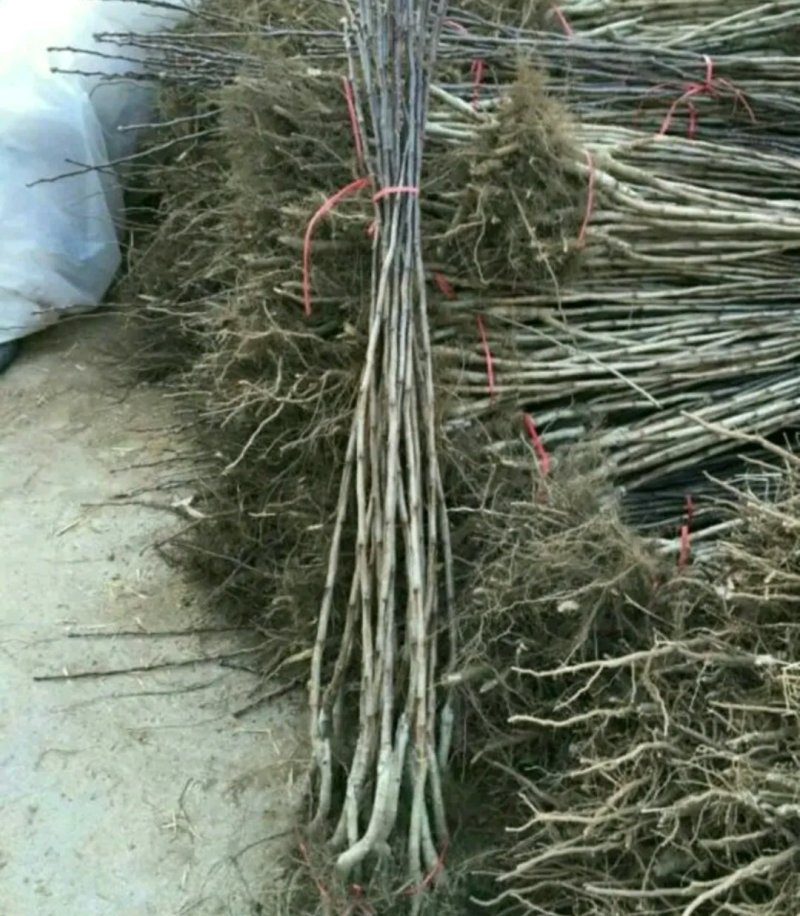 新品种甜红子山楂树大金星山楂树包正品包质量