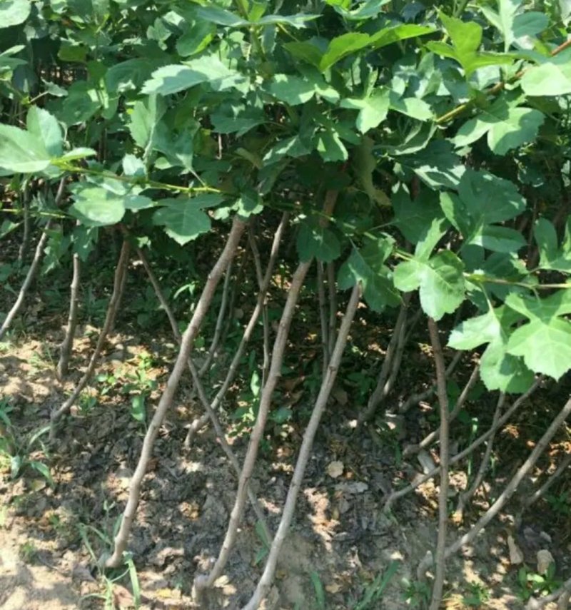 新品种甜红子山楂树大金星山楂树包正品包质量