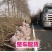 樱桃苗吉塞拉矮化美早俄八黄蜜1到4年苗多买优惠