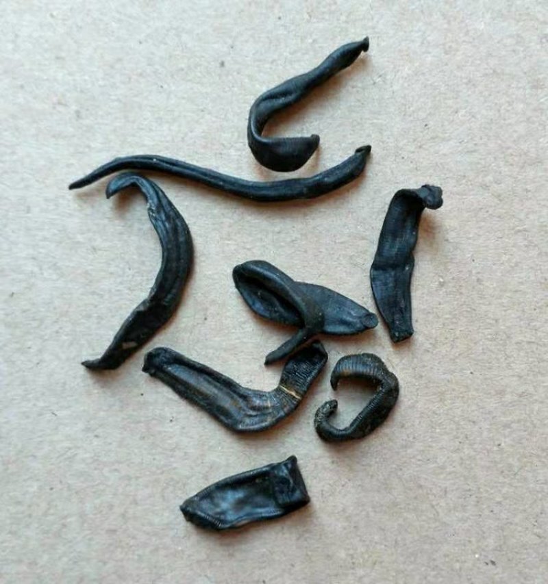 中药材野生水蛭蚂蟥干东北小水蛭