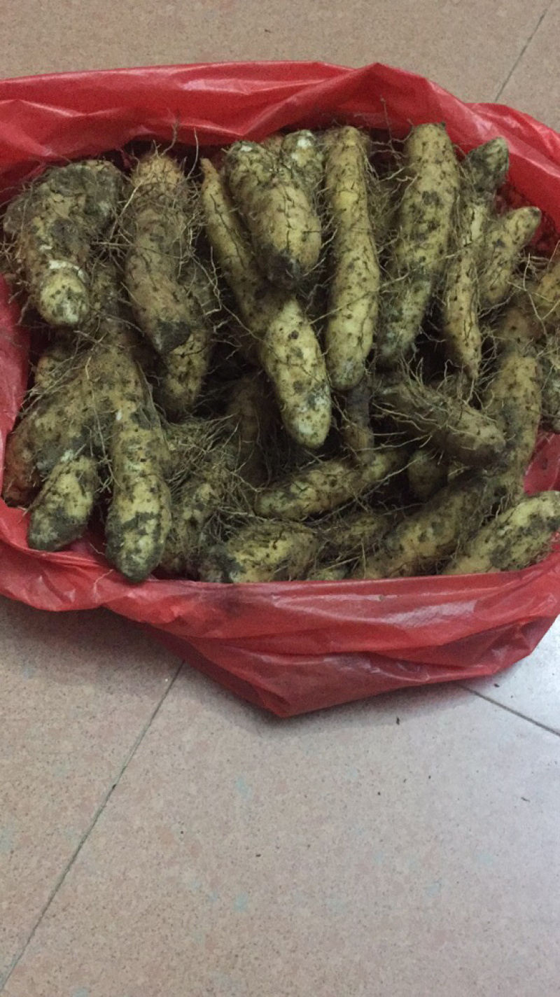 姜薯姜薯姜薯姜薯姜薯姜薯