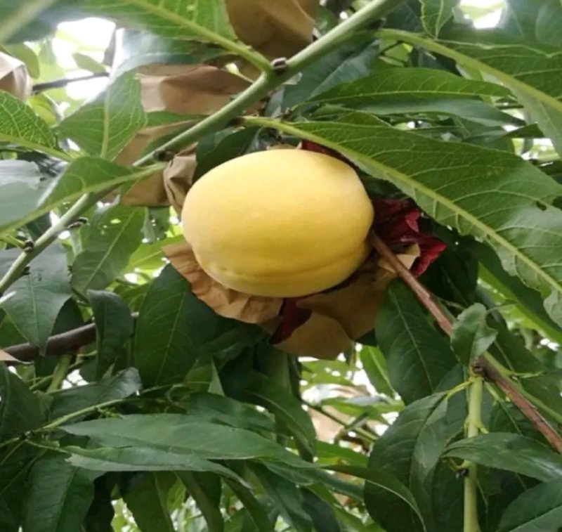 黄桃树【芒果口味】《速生生长结果快》成活率高