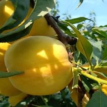 黄桃树【芒果口味】《速生生长结果快》成活率高