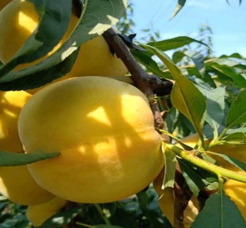黄桃树【芒果口味】《速生生长结果快》成活率高