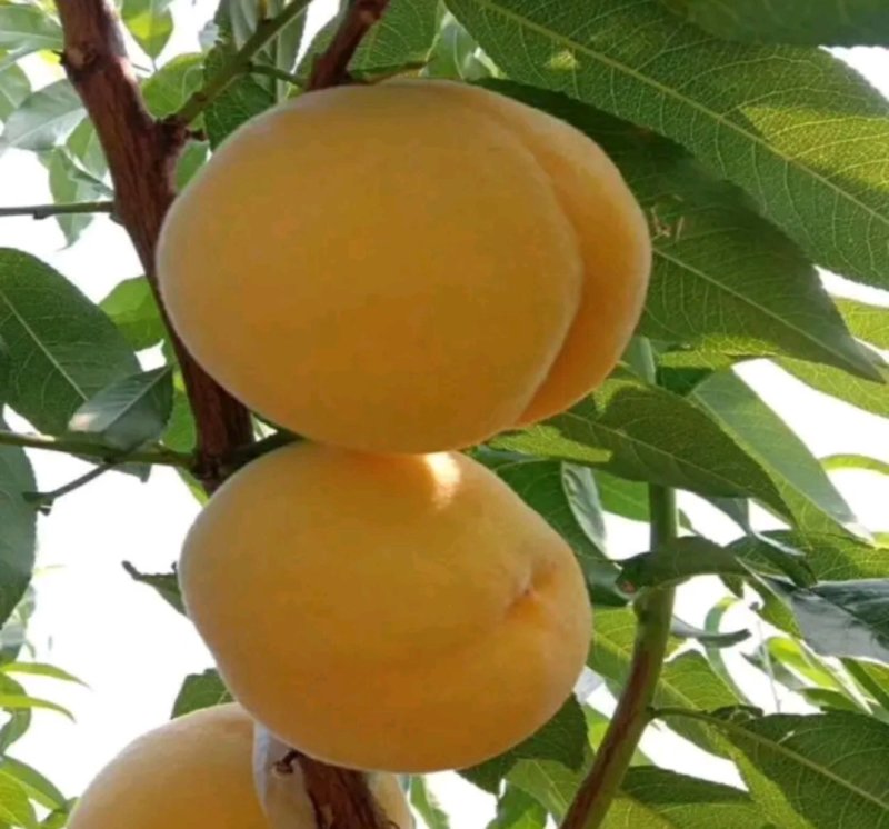 黄桃树【芒果口味】《速生生长结果快》成活率高