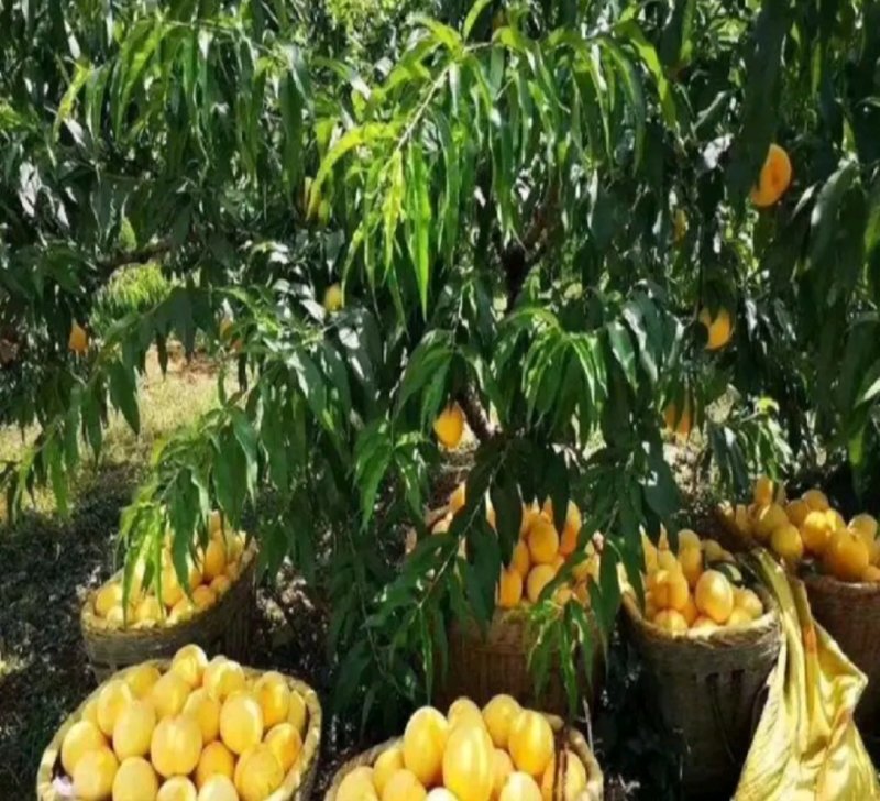 黄桃树【芒果口味】《速生生长结果快》成活率高