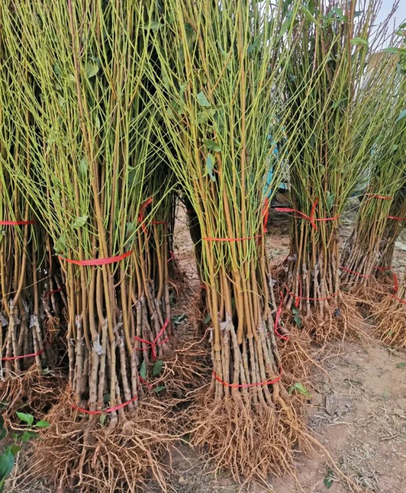 黄桃树【芒果口味】《速生生长结果快》成活率高